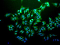 Ubiquitin B Antibody (6C11-B3), Novus Biologicals 50ug; Unlabeled:Antibodies,